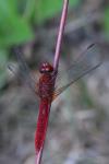 Crocothemis erythraea