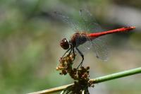 Sympetrum sanguineum