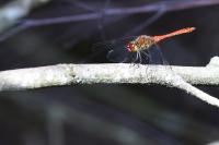 Sympetrum sanguineum