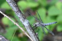 Orthetrum cancellatum