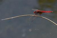 Crocothemis erythraea