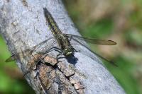 Orthetrum cancellatum