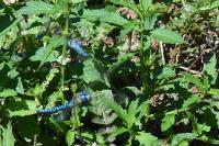 Aeshna affinis