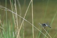 Leucorrhinia albifrons