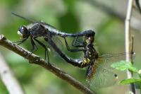 Leucorrhinia albifrons