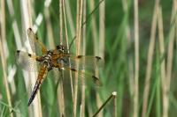 Libellula quadrimaculata