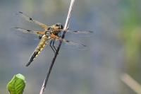 Libellula quadrimaculata