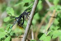 Leucorrhinia albifrons