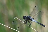 Leucorrhinia albifrons