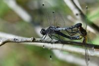 Leucorrhinia albifrons