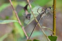 Lestes barbarus