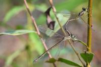 Lestes barbarus