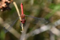Sympetrum sanguineum