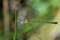 Lestes virens