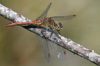 Sympetrum sanguineum