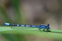 Enallagma cyathigerum