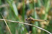 Crocothemis erythraea
