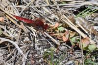 Crocothemis erythraea