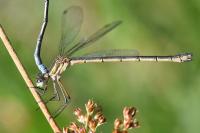 Lestes sponsa