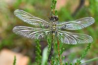 Leucorrhinia albifrons