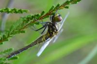 Leucorrhinia albifrons