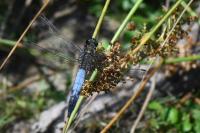 Orthetrum cancellatum