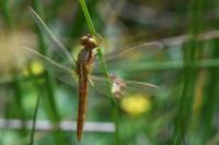 Crocothemis erythraea
