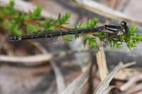 Enallagma cyathigerum