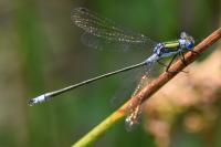 Lestes sponsa