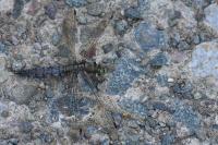 Orthetrum cancellatum
