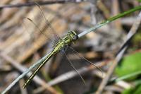 Gomphus pulchellus
