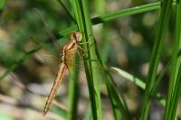 Crocothemis erythraea