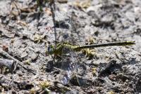 Gomphus pulchellus