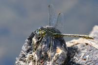 Gomphus pulchellus