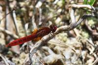 Crocothemis erythraea
