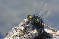 Gomphus pulchellus