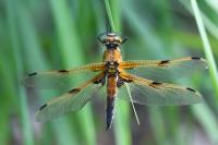 Libellula quadrimaculata