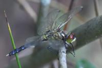 Leucorrhinia albifrons