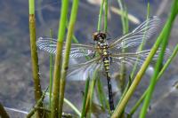 Leucorrhinia albifrons