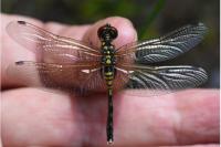 Leucorrhinia albifrons