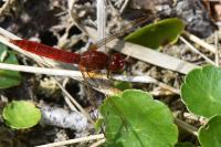 Crocothemis erythraea