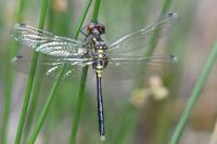 Leucorrhinia albifrons