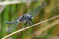 Leucorrhinia albifrons