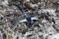 Leucorrhinia albifrons