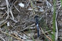 Leucorrhinia albifrons