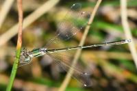 Lestes barbarus