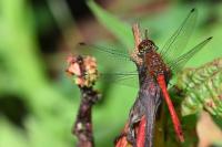 Sympetrum sanguineum