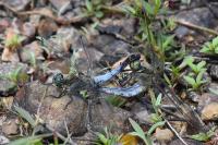 Orthetrum cancellatum
