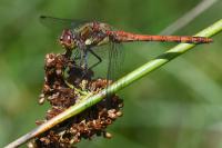 Sympetrum striolatum