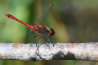 Sympetrum sanguineum
